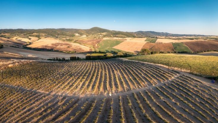 Lavande. Tra le colline pisane come in Provenza. L'itinerario tra fiori, colline e prodotti tipici
