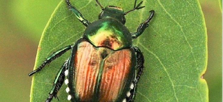 Non si gioca con quello scarabeo