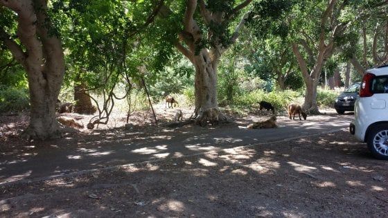 Palermo, all'ospedale pascola un gregge di capre e i cani di mandria fanno la guardia