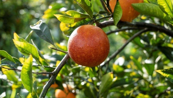Unifrutti Group: crescita record nel 2020 per il colosso della frutta fresca
