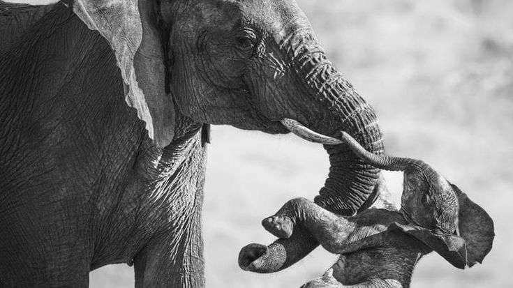 Federico Veronesi: “Il premio alla mia foto, un messaggio universale sugli animali”