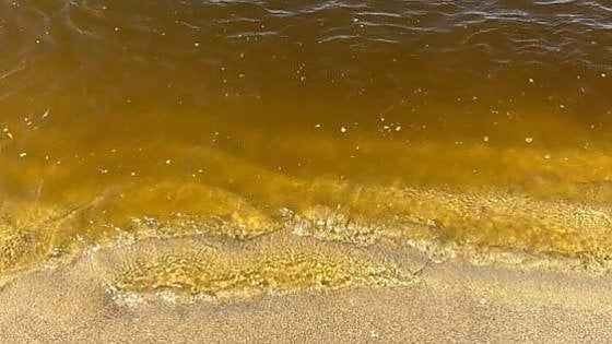 "Alghe e non liquami": ad Ardea e Pomezia bagni in mare di nuovo consentiti