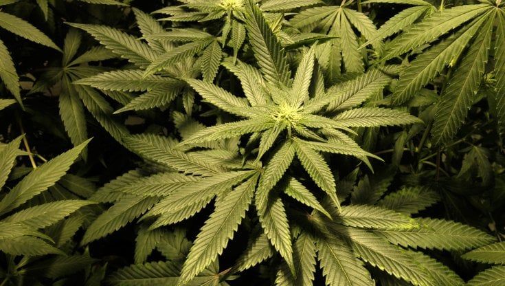 Cannabis, si potrà coltivare in casa. Alla Camera la nuova legge ma la maggioranza si spacca