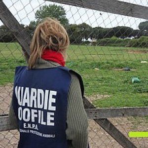 Roma, cane abbandonato in una busta attaccato a un palo sotto il sole per tre ore: la denuncia dell'Enpa