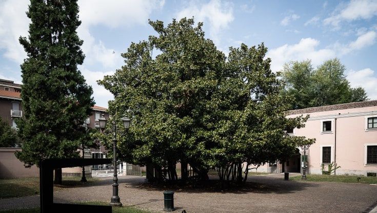 Il verde più verde: la Magnolia che cattura la luce del sole