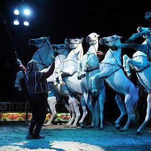 Ora regole per vietare gli animali nei circhi
