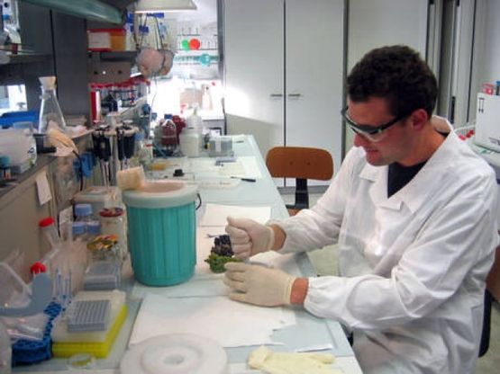 Scovato micro-esercito cellule anti-cancro