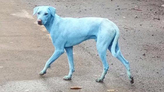 India, i cani diventano blu. Chiusa l'azienda che scaricava rifiuti nel fiume