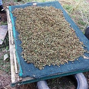 Foggia, un quintale di marijuana e armi nella pizzeria abbandonata: quattro arresti