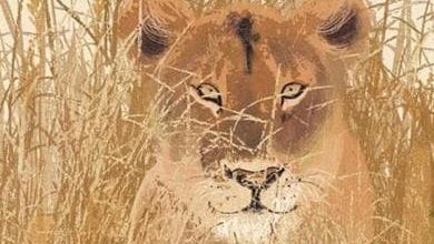 Libri per ragazzi: metamorfosi bestiali, che spettacolo