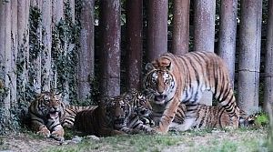 Uomo sbranato dalla tigre<br />Il sindaco: tragedia annunciata