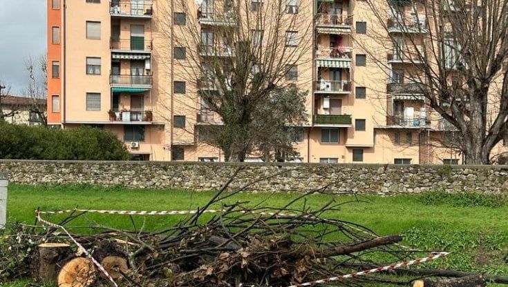Firenze, albero crolla su un'auto in via de' Vespucci: un ferito