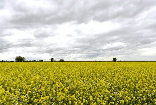 Parma, la campagna è giallo Erisimo: il colpo d'occhio è stupendo 