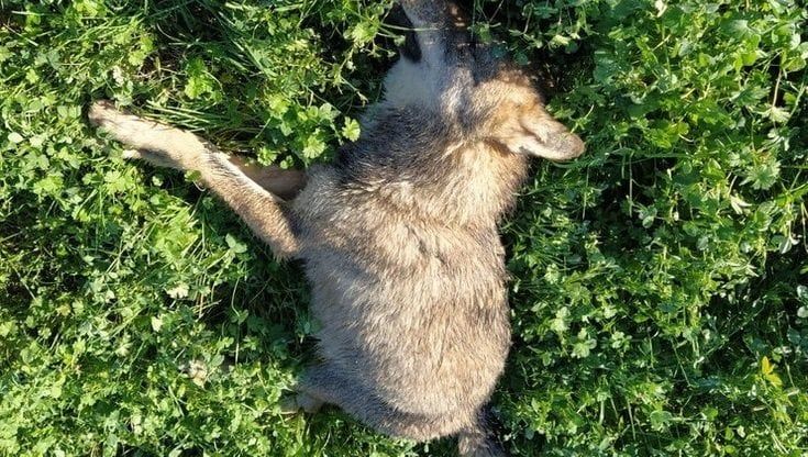 Lupo ucciso con un fucile da caccia nel Parmense