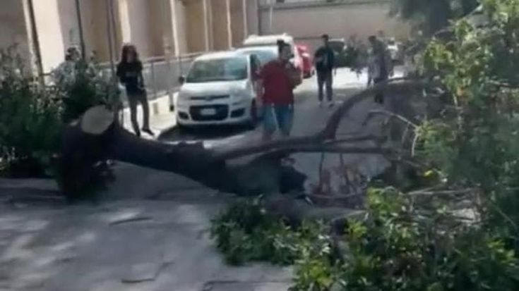 Bari, grosso albero cade nel Campus universitario per il vento: tanta paura, nessun ferito
