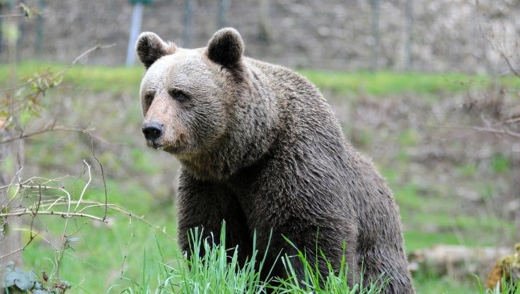Orso sulla pista ciclabile in Val di Non. Due allevatori lo filmano: "Peccato non avere il fucile"