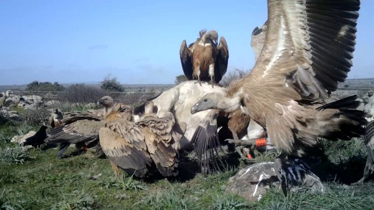 L'economia circolare della natura, così in Sardegna i pastori salvano i grifoni e risparmiano