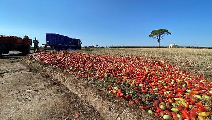 Taranto, un tappeto di pomodori sulla strada: 6 tonnellate cadute da un camion mentre percorre la rotatoria