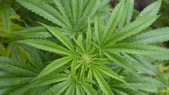 "L'Italia leader della mariuana terapeutica. Un business da 1,4 miliardi all'anno"