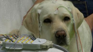 I cani imparano a distinguere le parole come gli umani