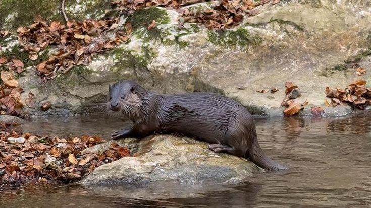 La lontra si rivede nel Parco del Pollino, eccezionale avvistamento di un biologo: “È un buon segno”