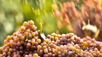 Anche la Toscana ha i suoi brut