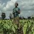 Agricoltura, non solo sfruttamento dei braccianti: un'indagine sulle 