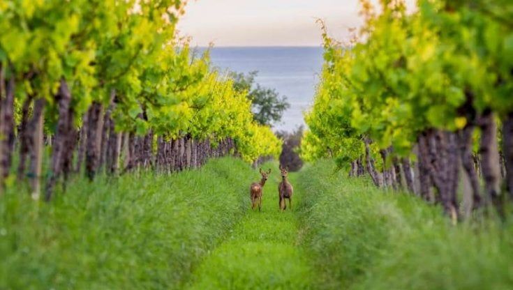 Progetto Susgrape: con l'aiuto della scienza la vigna torna all'antico