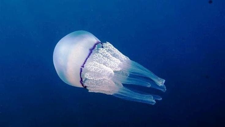 Le meduse sono scomparse dallo Jonio. “Ma non è una buona notizia, potevamo farne un’attrazione”