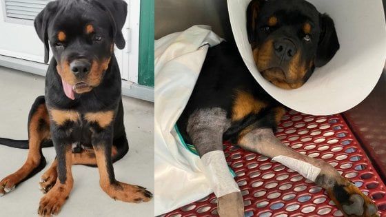 Missione compiuta per Milo: il cane con i piedi di papera operato grazie alla generosità della signora Cristina