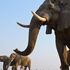 Elefanti africani a rischio estinzione: in un secolo perso il 90% degli esemplari