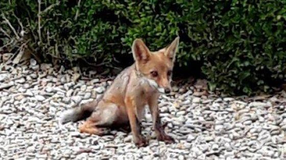 Non date da mangiare alle volpi di Villa Pamphilj