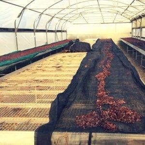 Pantelleria, donato lo zibibbo rubato a De Bartoli