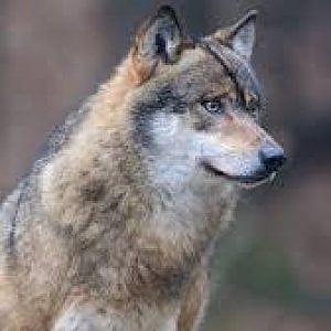 Il lupo morto in Irpinia a Montevergine è stato avvelenato