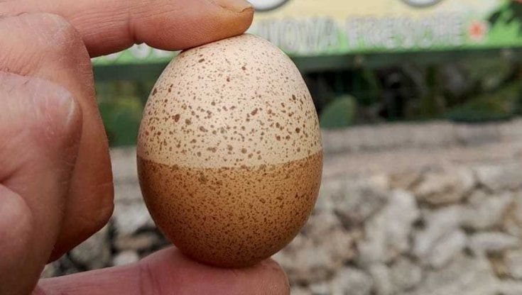 L'uovo ha il guscio bicolore: nel Salento una scoperta da record