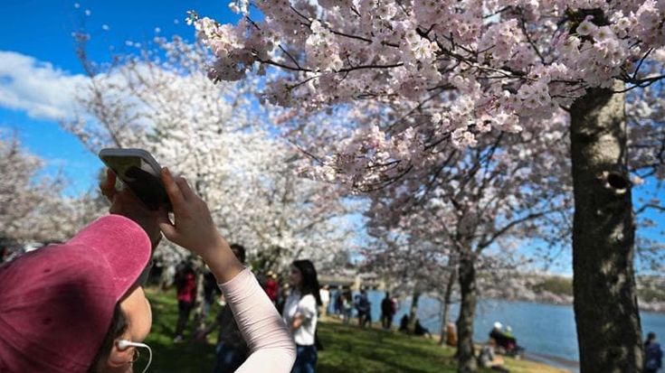 Fioritura dei ciliegi, dal Giappone agli States mai così presto. “Colpa del cambiamento climatico”