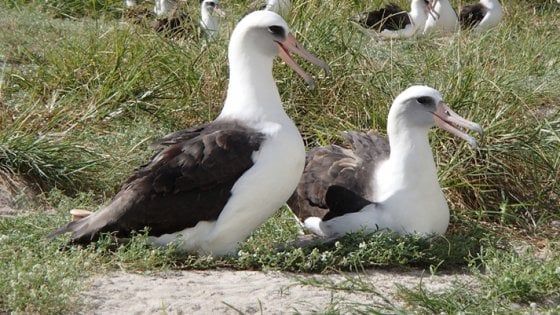 Wisdom, l'albatros più vecchio del mondo di nuovo mamma