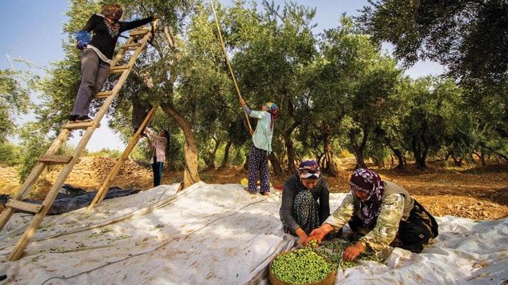 L'olio “si legge”: in Turchia nasce la prima biblioteca dell'extravergine al mondo