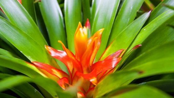 Le piante d'appartamento che purificano l'aria