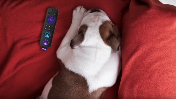 Pesci d'aprile, dal telecomando per cani alle cuffie in tandem