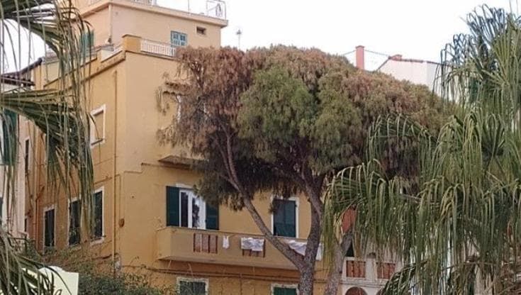 Sanremo, l’allarme della Lipu: “Pini avvelenati per poterli abbattere”