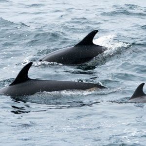 Il mistero dei delfini ucraini morti. Kiev: "Si sono suicidati per colpa di Mosca"