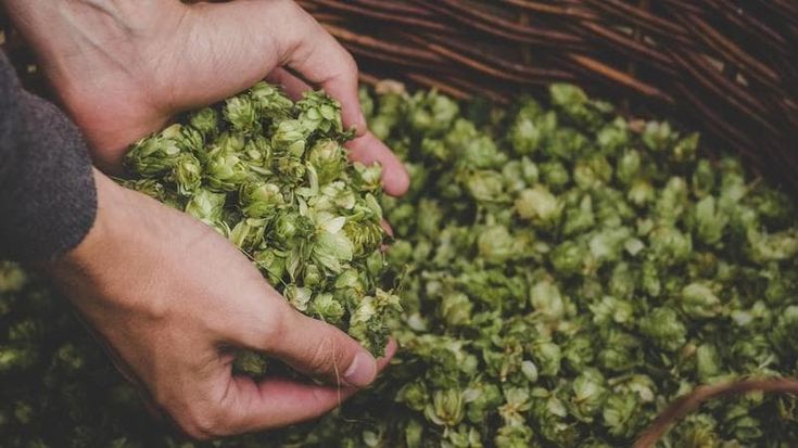 Birra, il luppolo italiano tra sfide e opportunità per il futuro