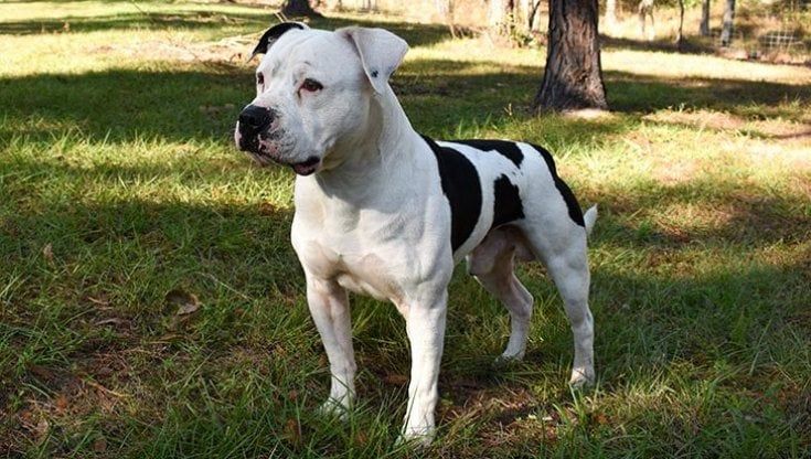 Parma, vietato l'accattonaggio coi cani. E arriva il patentino per gestire alcune razze
