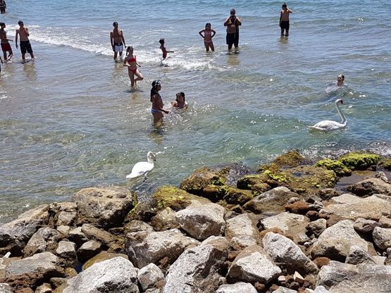 Sabaudia, i cigni danno spettacolo sulla spiaggia