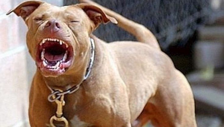 Combattimenti tra pitbull dalla Puglia alla Sicilia: quattro denunciati. "Pronti a far morire i cani o a ucciderli per poche decine di euro"