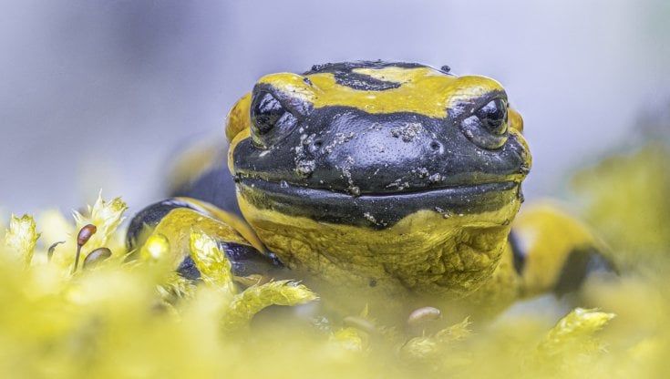I colori brillanti delle salamandre nel Salernitano, ambasciatrici della biodiversità