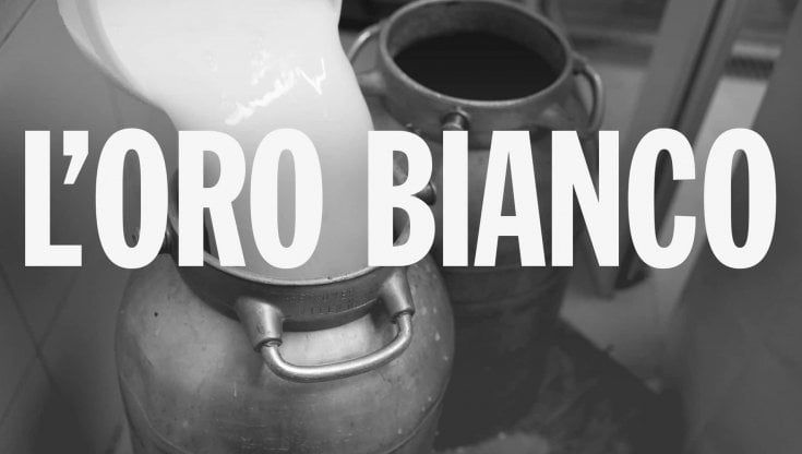 L'oro bianco. Indagine sul latte dell'Alto Adige