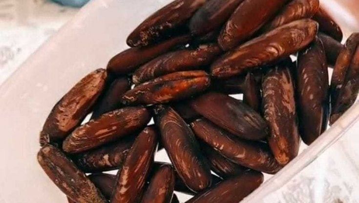 "Illegali ma noi li mangiamo": datteri di mare ostentati nei video su TikTok, tre quarantenni denunciati a Bari