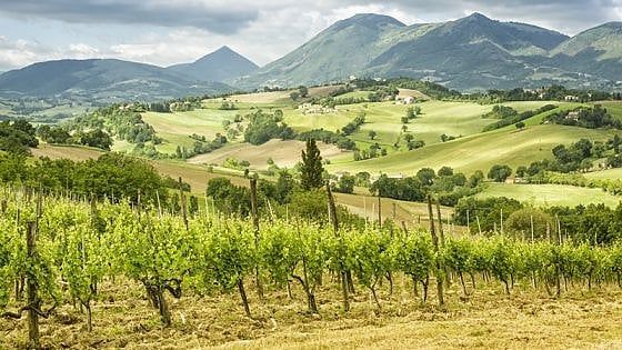 Terroir Marche Festival: a Macerata si festeggiano i vini bio (con un occhio alla Borgogna)